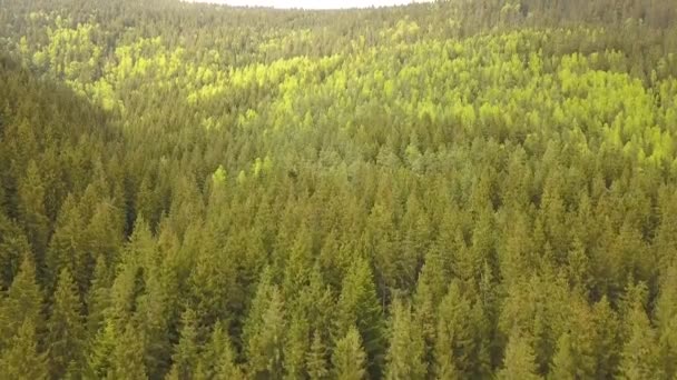 Αεροφωτογραφία του πράσινου πευκοδάσους με στέγαστρα από έλατο στα καλοκαιρινά βουνά. - Πλάνα, βίντεο