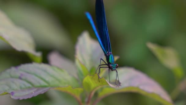 Dragonfly on leaf, male, blue, Banded Demoiselle (Calopteryx splendens) - Séquence, vidéo