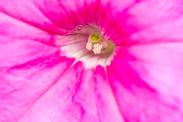 ピンクのペチュニアの花の極端な閉鎖は、その男性と女性の生殖部品を明らかに - 写真・画像