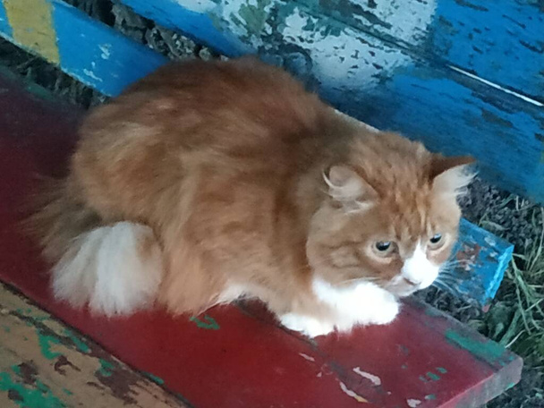 Gato doméstico (Felis silvestris catus)) - Foto, Imagen