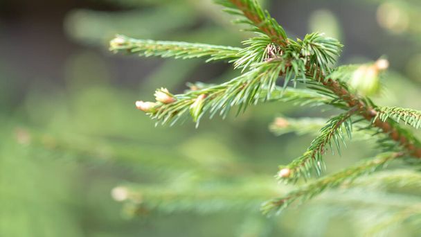 Macro sprig of spruce in forest. Young shoots on tops of spruce branches on blurred background of evergreen plants, close-up selective focus natural background - Foto, Bild