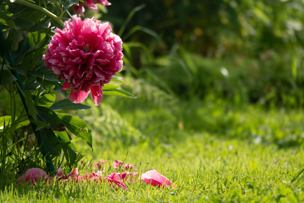 Różowy kwiat piwonie kwitnące na tle różowy - Zdjęcie, obraz