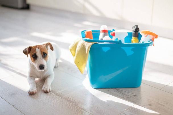 A smart, calm puppy lies next to a blue bucket of cleaning products in the kitchen. A set of detergents and a rag for home cleaning and a small dog on a wooden floor in the apartment. No people. - Φωτογραφία, εικόνα