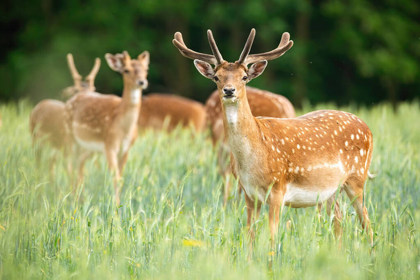 Group of fallow deer stags standing on meadow in the summer. - Photo, Image