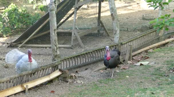 Two turkeys separated from each other at a farm in the Philippines - Footage, Video