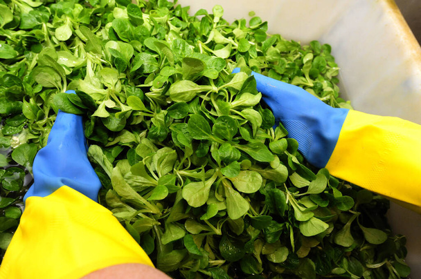 человек в перчатках вынимает салат ягненка из миски, зеленый салат
 - Фото, изображение