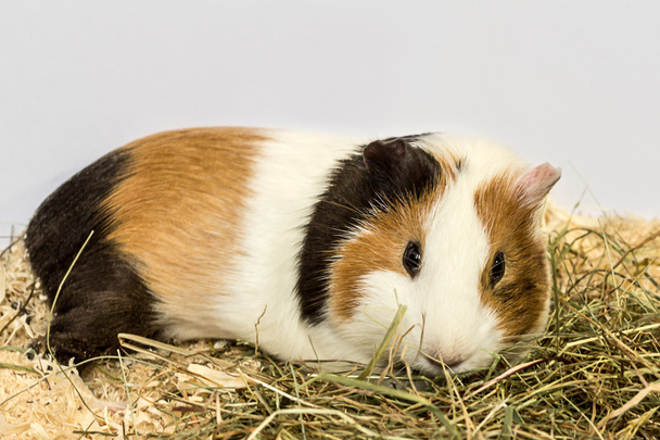 Guinea pig and hay. - Foto, afbeelding