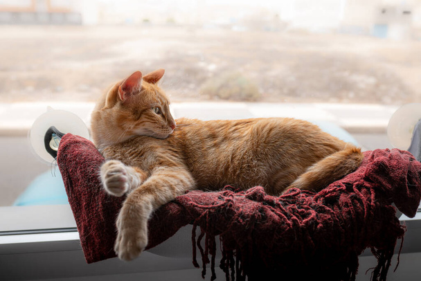 brązowy tabby kot leżący na czerwonym kocu przy oknie, spogląda wstecz - Zdjęcie, obraz