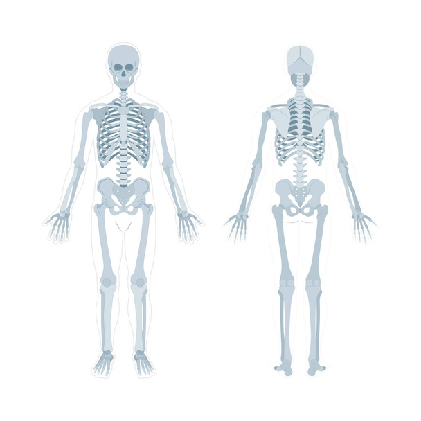 Skelett. Handgezeichnete Vektorillustration des menschlichen Skeletts. Menschliches Skelett Vorder- und Rückseite. Knochensystem. Teil des Sets. - Vektor, Bild