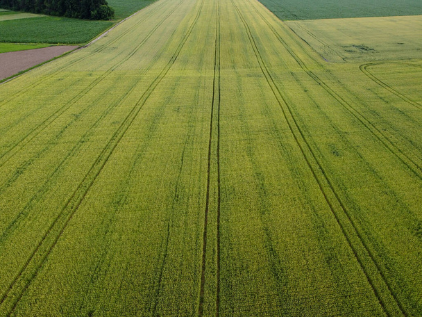 Large wheat field from a bird's eye view... - Photo, Image
