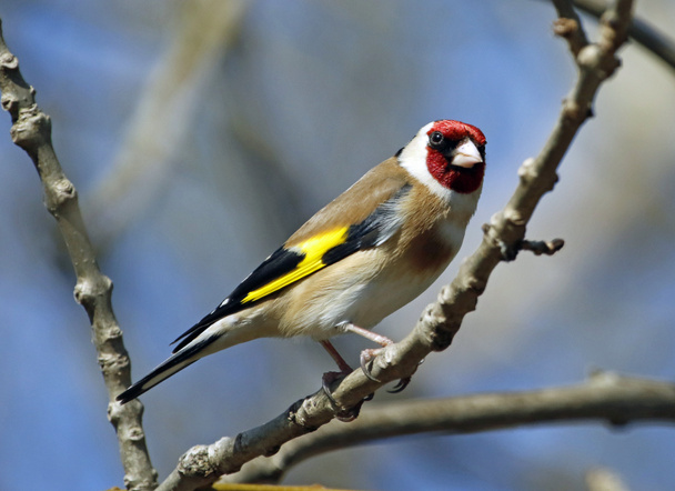 Goldfinch na floresta
 - Foto, Imagem