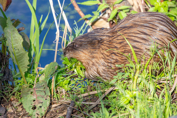 Rat musqué (Ondatra zibethicus) avec une bouche pleine d'herbe en été près d'un lac, horizontal - Photo, image