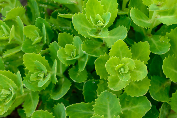 Orp bitkisi yaprakları yeşil arkaplan yapar. Yeşil yeşillik deseni. hylotelephium telephium yaprakları. Sedum telephium yeşillik üst görünümü. - Fotoğraf, Görsel
