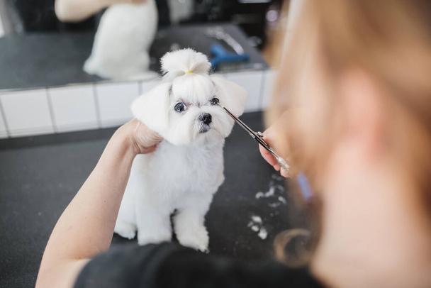 Haircut of a white little dog. Beautiful and funny dog. Maltese dog - Фото, зображення