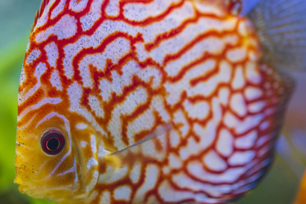 Close up view of gorgeous checkerboard red map diskus aquarium fish. Hobby concept. - Photo, Image
