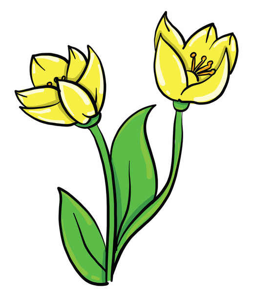 Yellow poppy, illustration, vector on white background - Вектор,изображение