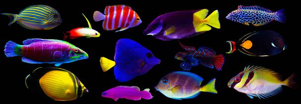 Group of marine animals isolated on black background (Fishes, Corals, Invertebrates) - Photo, Image