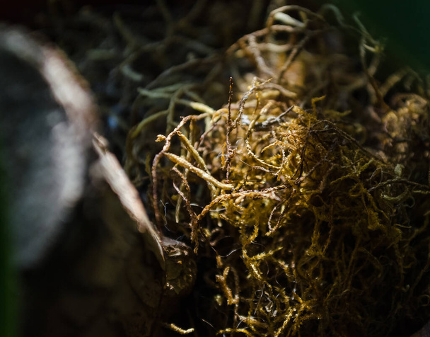 Сухий мох прикрашає горщик
 - Фото, зображення