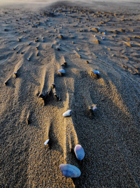 Shells in the wind in Camargue near the beach in autumn - Photo, Image