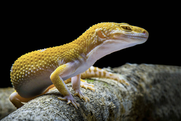 Sunglow Gecko on a branch with a black background - Photo, Image