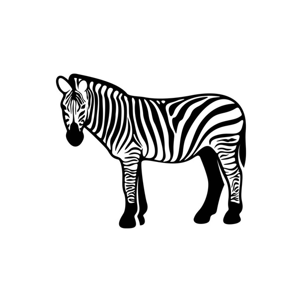 Beyaz arkaplanda izole edilmiş grafik zebra, Vektör illüstrasyonu, Şablon - Vektör, Görsel
