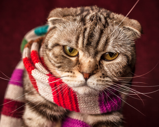 серйозні Шотландська висловуха кішка в Смугастий шарф - Фото, зображення