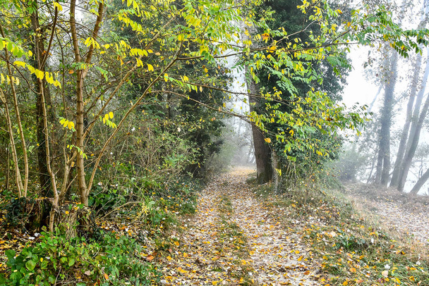 camino en el bosque, foto hermosa foto digital - Foto, Imagen