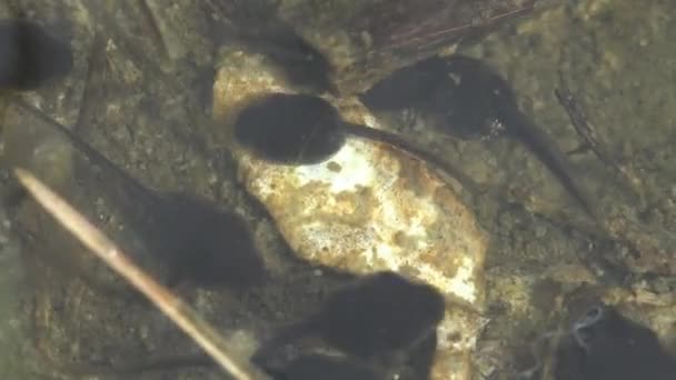 Tadpool, pollywog is larve stadium in de levenscyclus van een amfibie, kikker. Tadpalen bewegen chaotisch onder water in bosmoeras. Macro onderwater dieren - Video