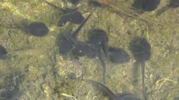Tadpole, a pollywog egy kétéltű lárva életciklusa, béka. Az ebihalak kaotikusan mozognak a víz alatt az erdei mocsárban. Makró víz alatti élővilág - Felvétel, videó