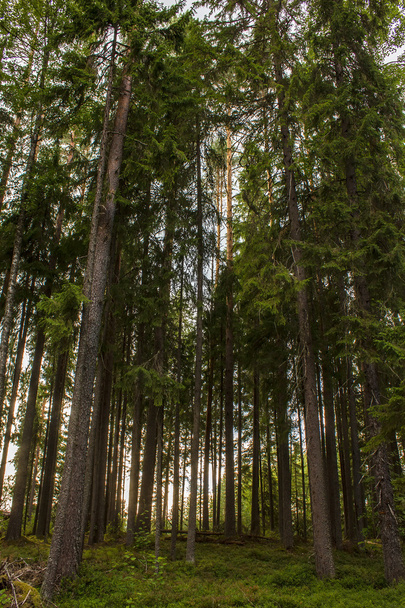 smrkového lesa v paprscích slunce podsvícení - Fotografie, Obrázek