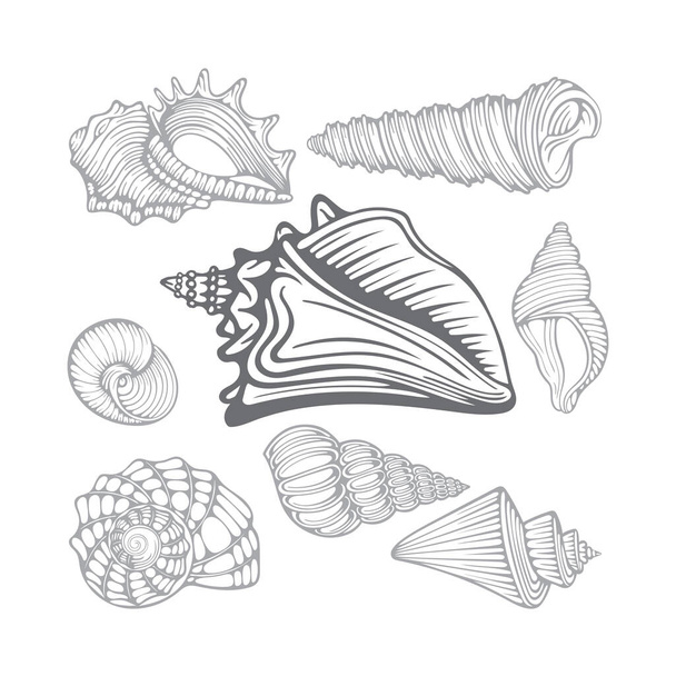 Conchas marinas. Diferentes conchas marinas ilustraciones vectoriales dibujadas a mano conjunto. Parte del conjunto
. - Vector, imagen