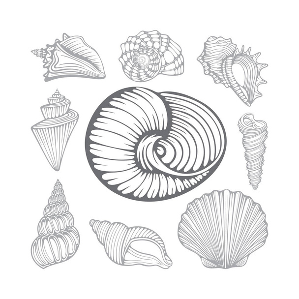 Conchas marinas. Diferentes conchas marinas ilustraciones vectoriales dibujadas a mano conjunto. Parte del conjunto
. - Vector, imagen