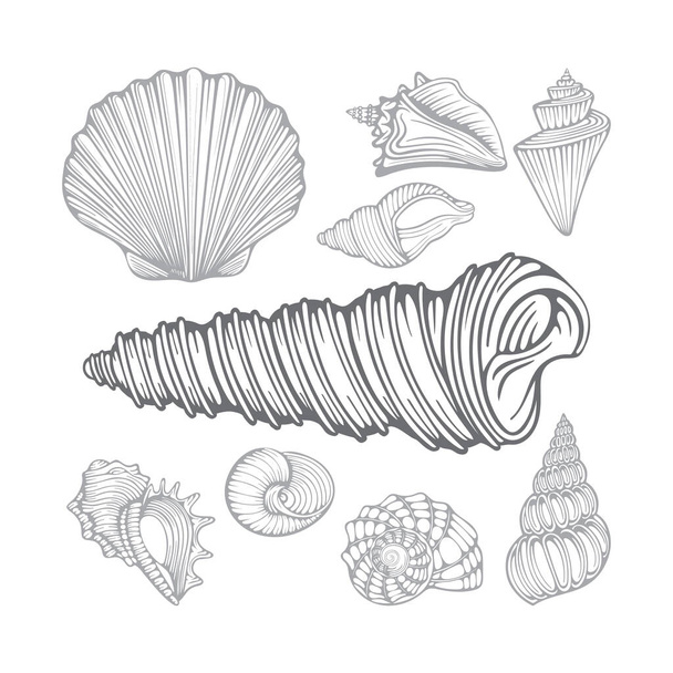Seashells. Diferentes conchas marinhas desenhadas à mão conjunto de ilustrações vetoriais. Parte do conjunto
. - Vetor, Imagem