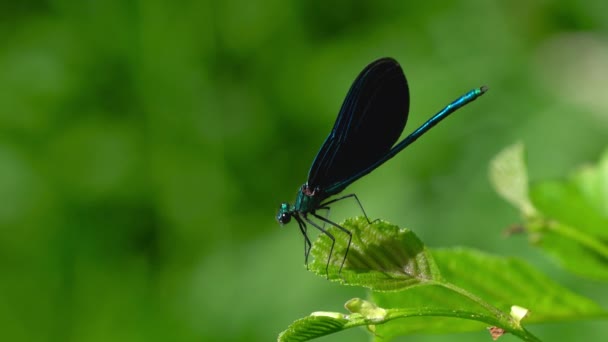 Dragonfly on branch, male, blue, Banded Demoiselle (Calopteryx splendens) - Кадри, відео