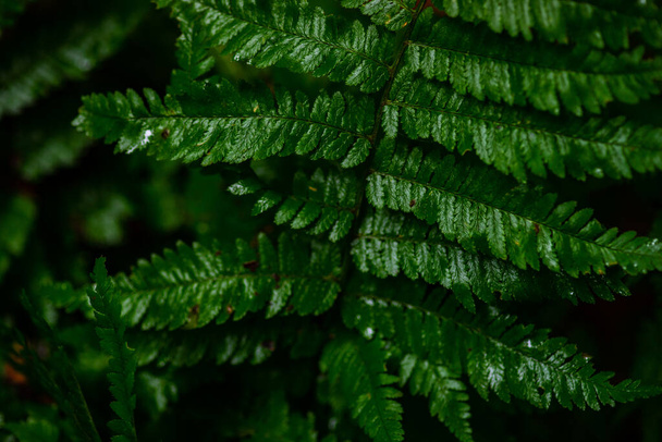 Природний фон з зеленим листям папороті в лісі
 - Фото, зображення