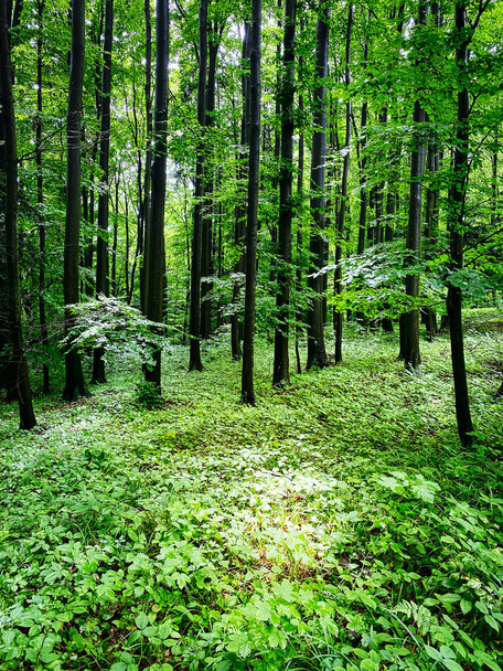 Las, piękny las z roślinami i drzewami - Zdjęcie, obraz