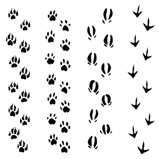 Стежки тварин ізольовані на білому тлі (вектор
) - Вектор, зображення