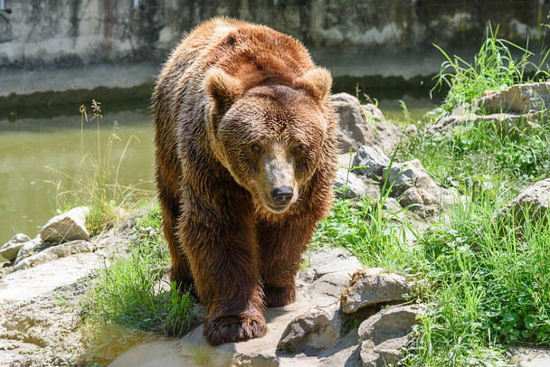 Big brown bear in the zoo. - Photo, Image