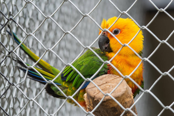 Piękna kolorowa papuga w niewoli - Zdjęcie, obraz