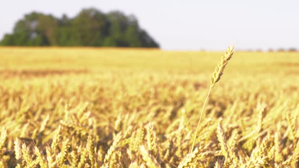 Пшеничное поле. Уши золотой пшеницы закрываются. Природный ландшафт заката. Сельские пейзажи под сияющим солнцем. Фон спелых колосьев лугового пшеничного поля. Концепция богатого урожая - Кадры, видео