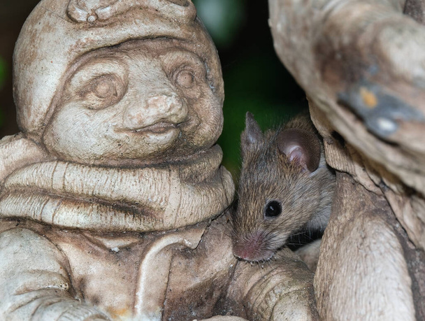家のマウスはロデティアの小さな哺乳動物であり、特徴的には尖った鼻先、大きな丸みを帯びた耳、長い毛のある尾を持っている。これはMus属の中で最も豊富な種の一つである。. - 写真・画像