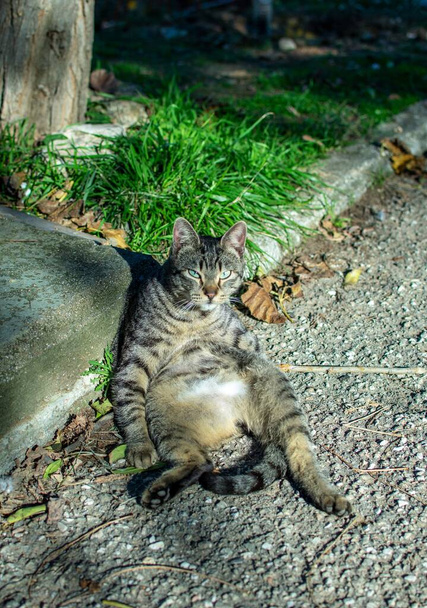 Lazy grey cat lying on her back and resting at the side of a park's road. - Foto, Imagem