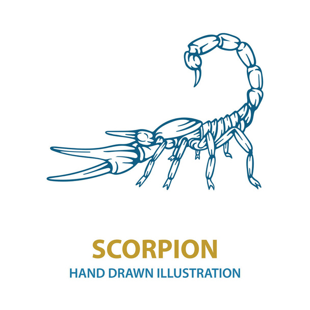 Scorpion. Hand drawn scorpion vector illustration.  Scorpion tattoo. Vector illustration. Part of set. - Vector, Image