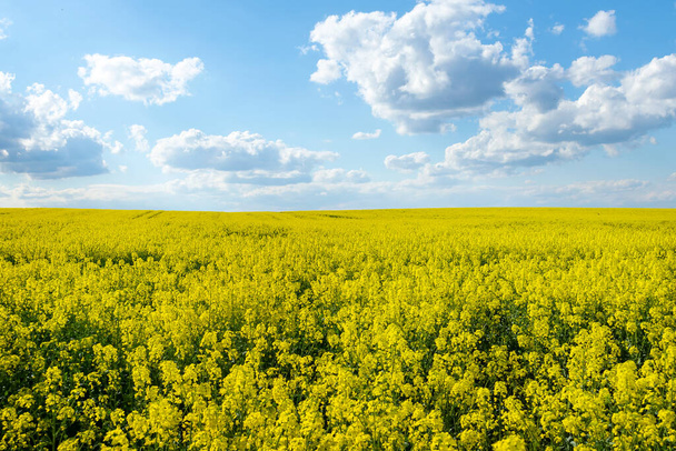 Kaunis kenttä keltaisia kukkia taustalla sininen pilvinen taivas. Luonto. Maisemat
 - Valokuva, kuva