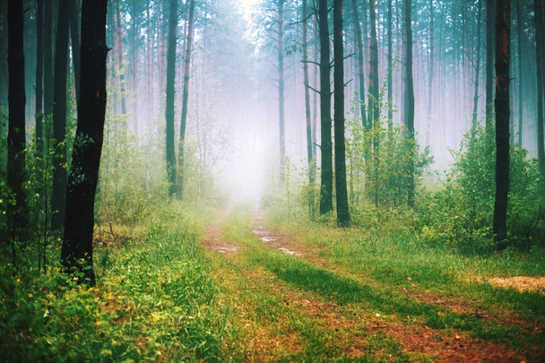piękny las mglisty z magii światła wczesnym rankiem - Zdjęcie, obraz
