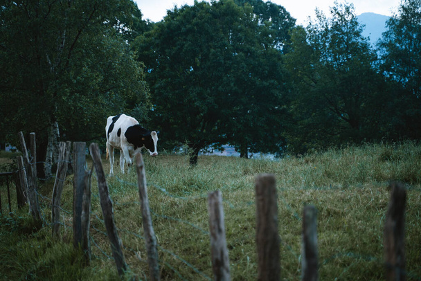 Vaca blanca y negra pastando detrás de la valla
 - Foto, Imagen