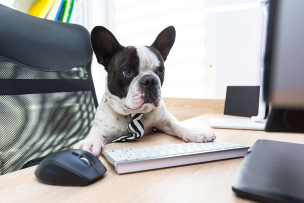 French bulldog works on computer at the office - Foto, afbeelding