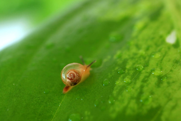 One Brown Snail Climbing on Bright Green Leaf with Water Droplets - Photo, Image