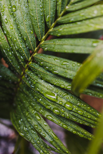 close-up van palmblad buiten bedekt met regendruppels geschoten op ondiepe velddiepte - Foto, afbeelding