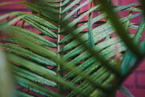 close-up of palm tree leaf outdoor covered in raindrops shot at shallow depth of field - Fotografie, Obrázek